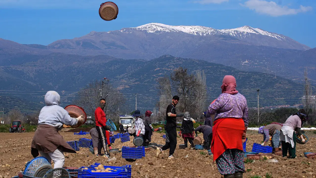 Ödemiş Ovası'nda hasat ve ekim tarihleri çakıştı: Üreticiler tarlalarda adeta zamanla yarışıyor...