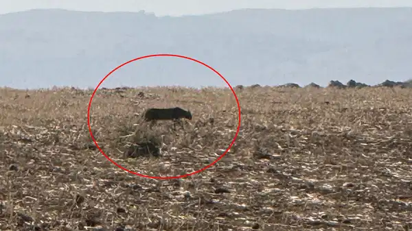 Nesli tehlike altında: Şırnak'ta görüntülendi