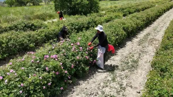 Isparta'nın pembe hazinesinin değeri dudak uçuklattı!