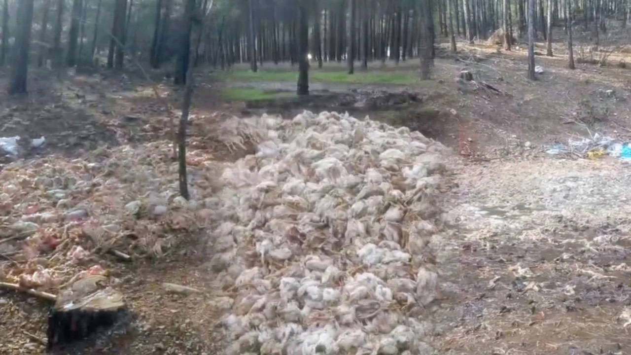 Ormana yüzlerce tavuk ölüsü yığınlar halinde atıldı!