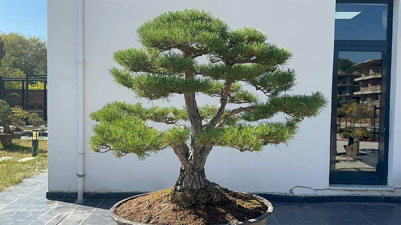 Türkiye'nin ilk, Avrupa’nın en büyük Bonsai Müzesi’ne ilgi: 3 eser ‘The Trophy’de sergilenecek