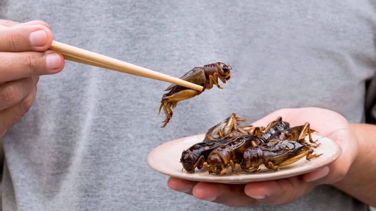 ‘Gastronomide şefler böcek proteinine yöneliyor’