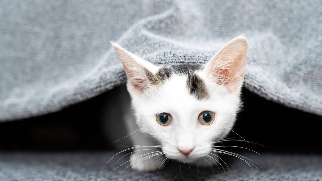 Evcil hayvan sahiplerinin dikkat etmesi gereken 10  püf nokta