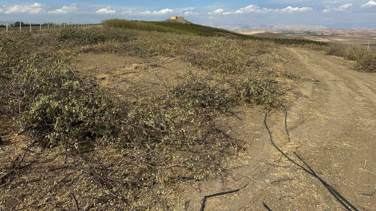 Badem yetiştiricileri ağaçlarını sökmeye başladı