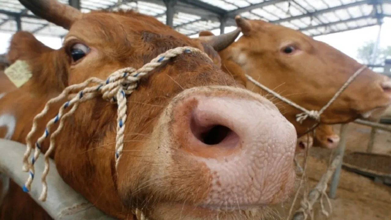 Deli Dana Hastalığı nedir? Deli Dana Hastalığı nasıl ortaya çıkar? Deli Dana Hastalığı bulaşıcı mı?