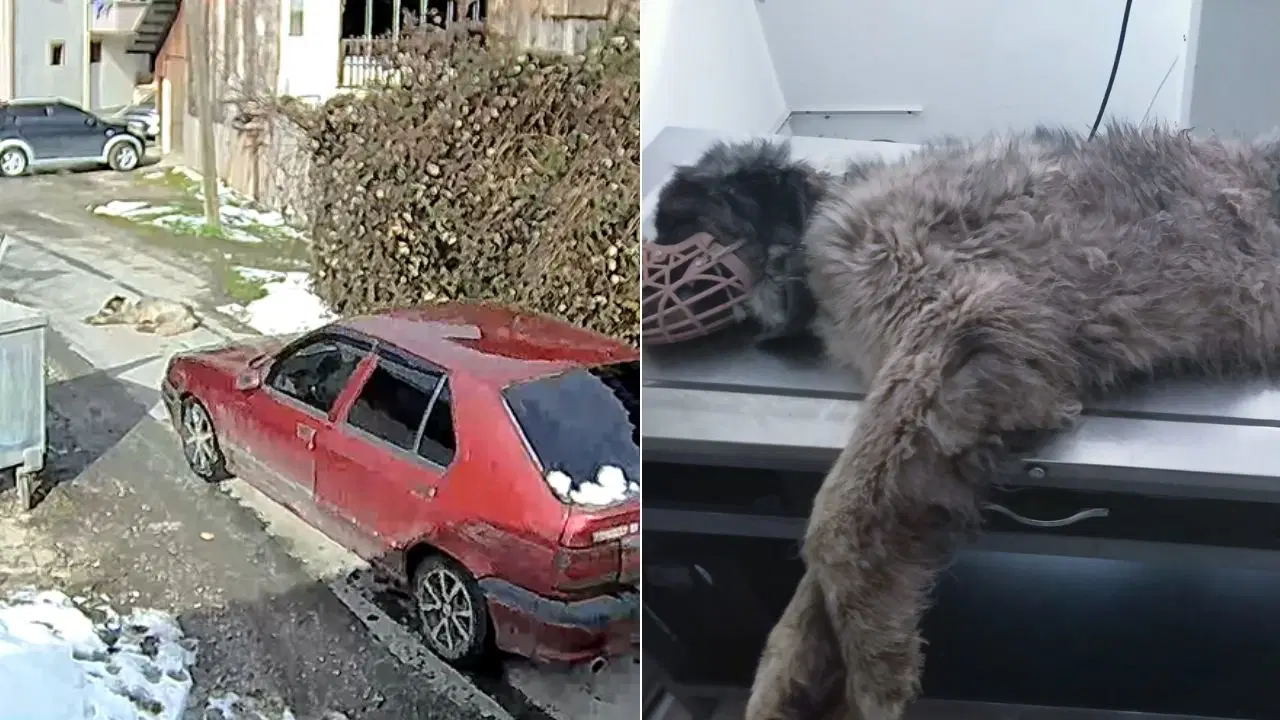 O köpek yeniden yürümeye başladı