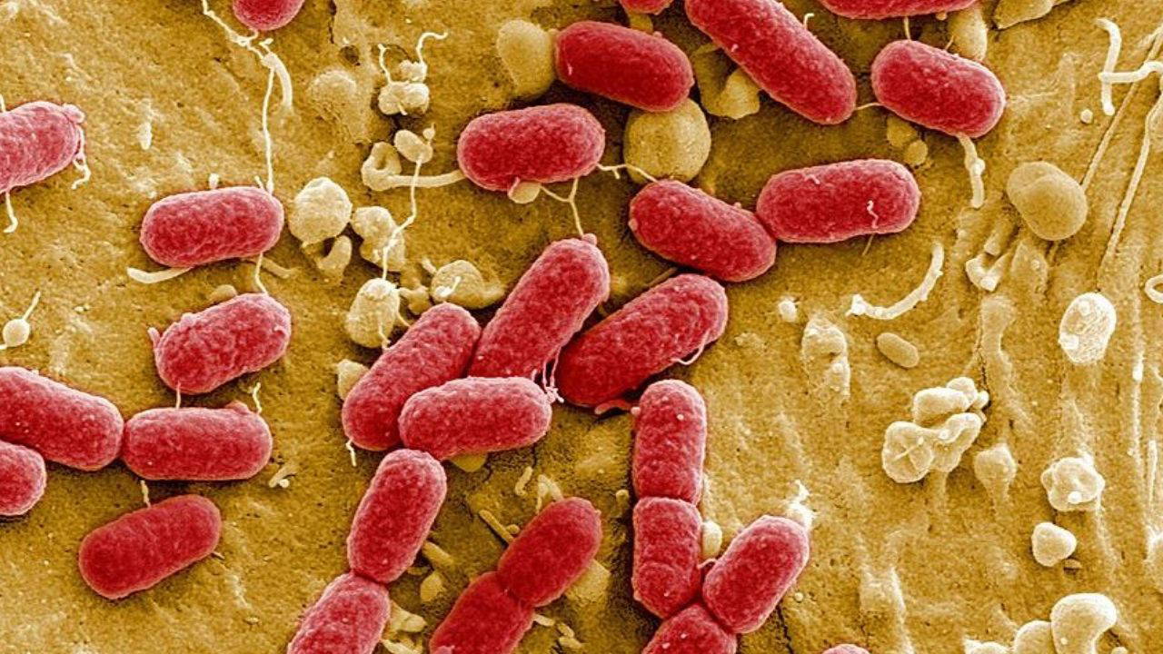 Bilim insanları uyarıyor: Et yiyen bakteri vakaları artıyor
