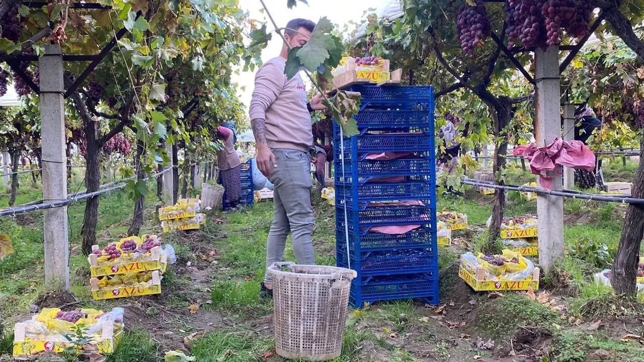 Sarıgöl'de temmuz ayında başlayan hasat devam ediyor: Kilosu 25 TL