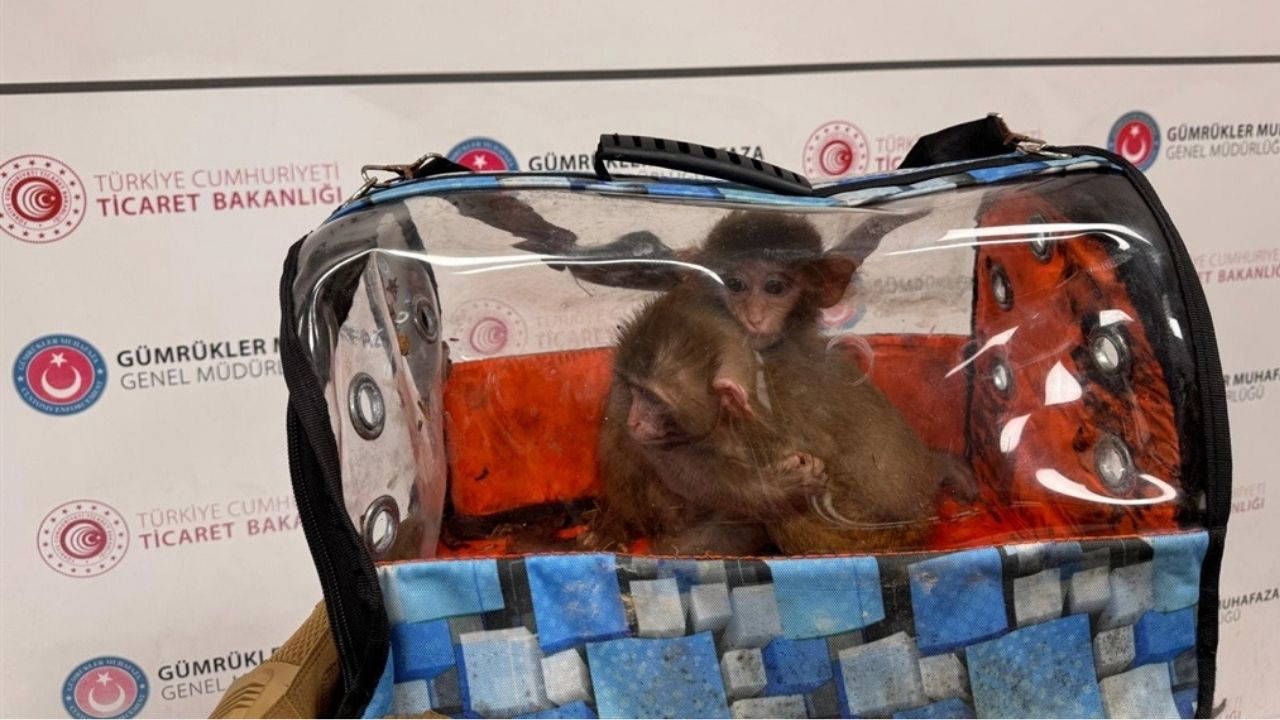 Sınırlarda 'canlı' alarmı: 2025 yılında 85 bin hayvan kaçakçıların elinden kurtarıldı