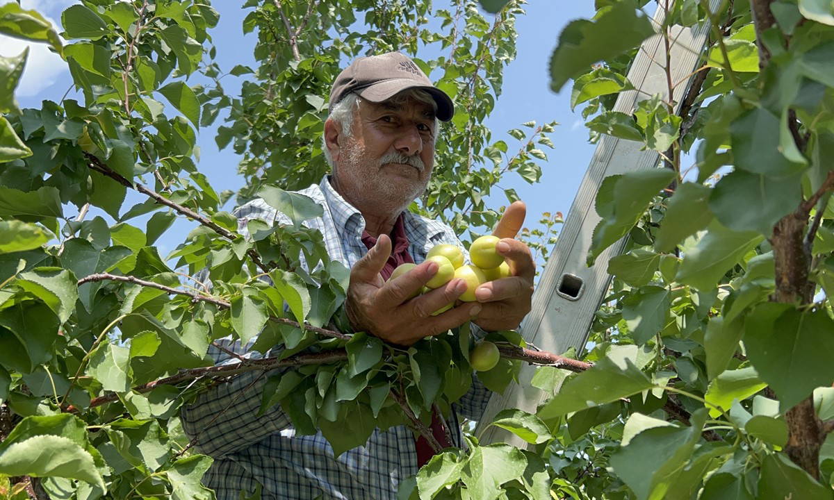 Arsuz'da hasat başladı: Rakibi yok! Tarlada 70 TL