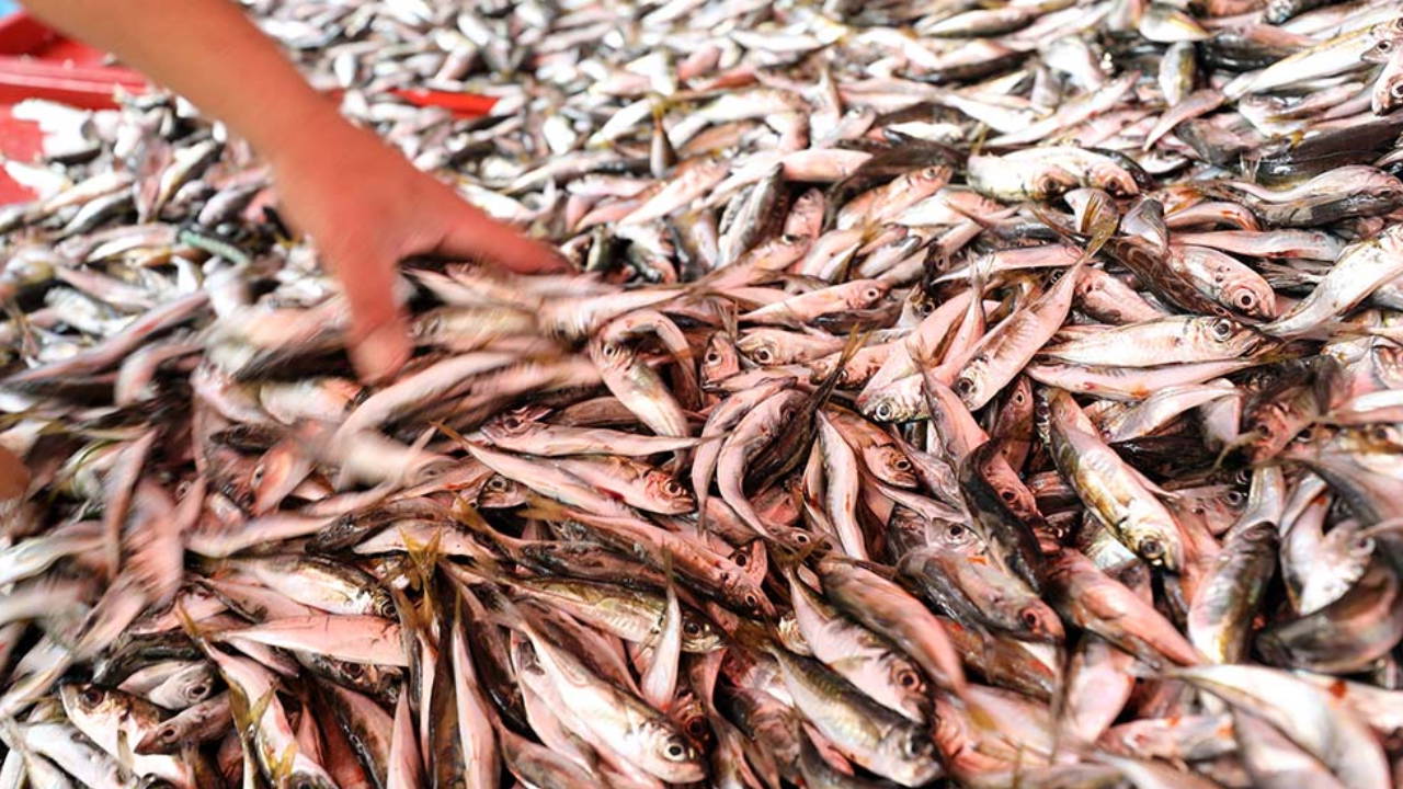 Sezon açıldı: İşte tezgahtaki balık fiyatları