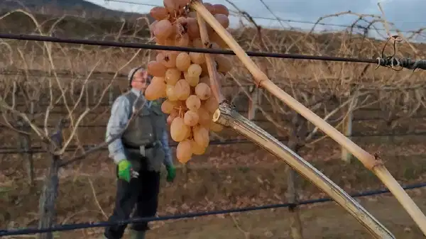 Sarıgöl Ovası’nda beklenmeyen hasat: Ender rastlanıyor!