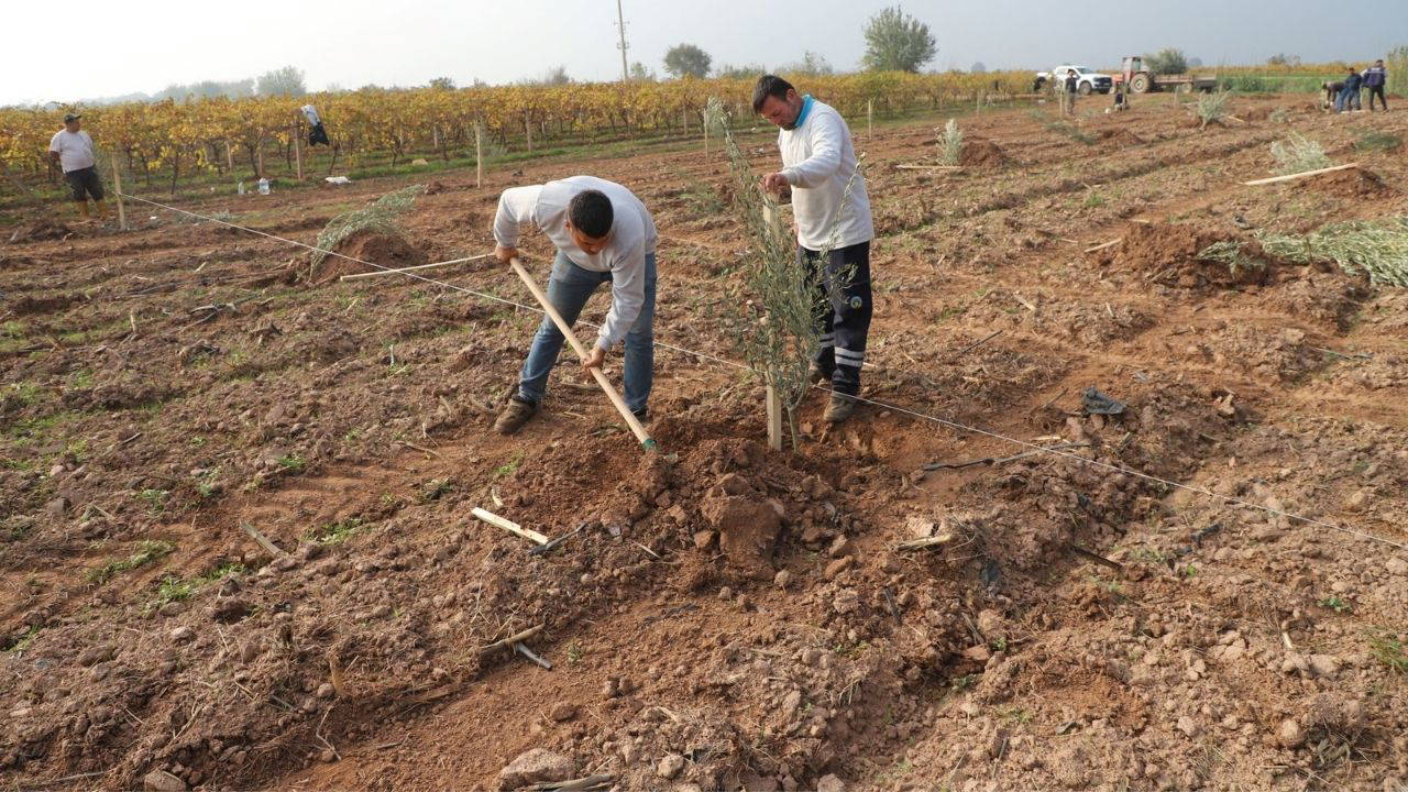 Turgutlu’da 1790 zeytin ağacı toprakla buluştu 