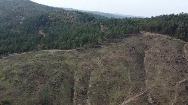 Altın için doğa katliamı!