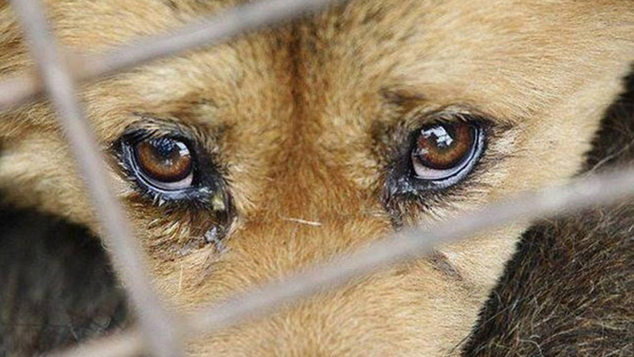 Yer: Samsun... Köpeğe işkenceye gözaltı!