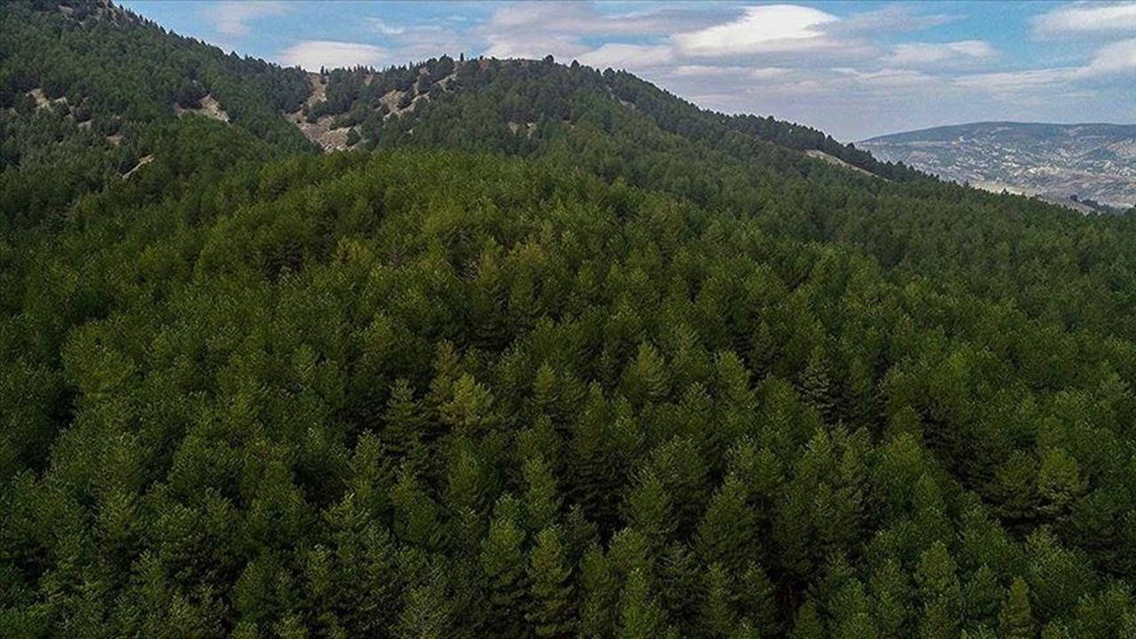 Bursa'da ormanlık alanlara giriş 15 Ekim'e kadar yasaklandı
