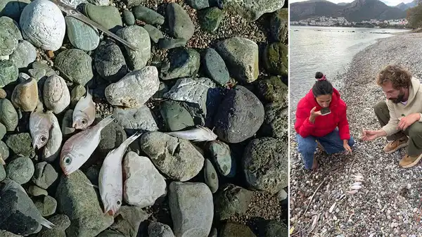 Sahile vuran balıkların ölüm nedeni belli oldu
