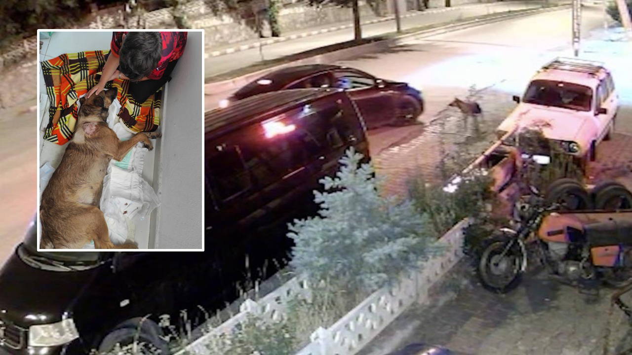 Dehşet veren olay kamerada… Köpeği önce aracıyla ezmeye çalıştı ardından tüfekle vurarak felç bıraktı!