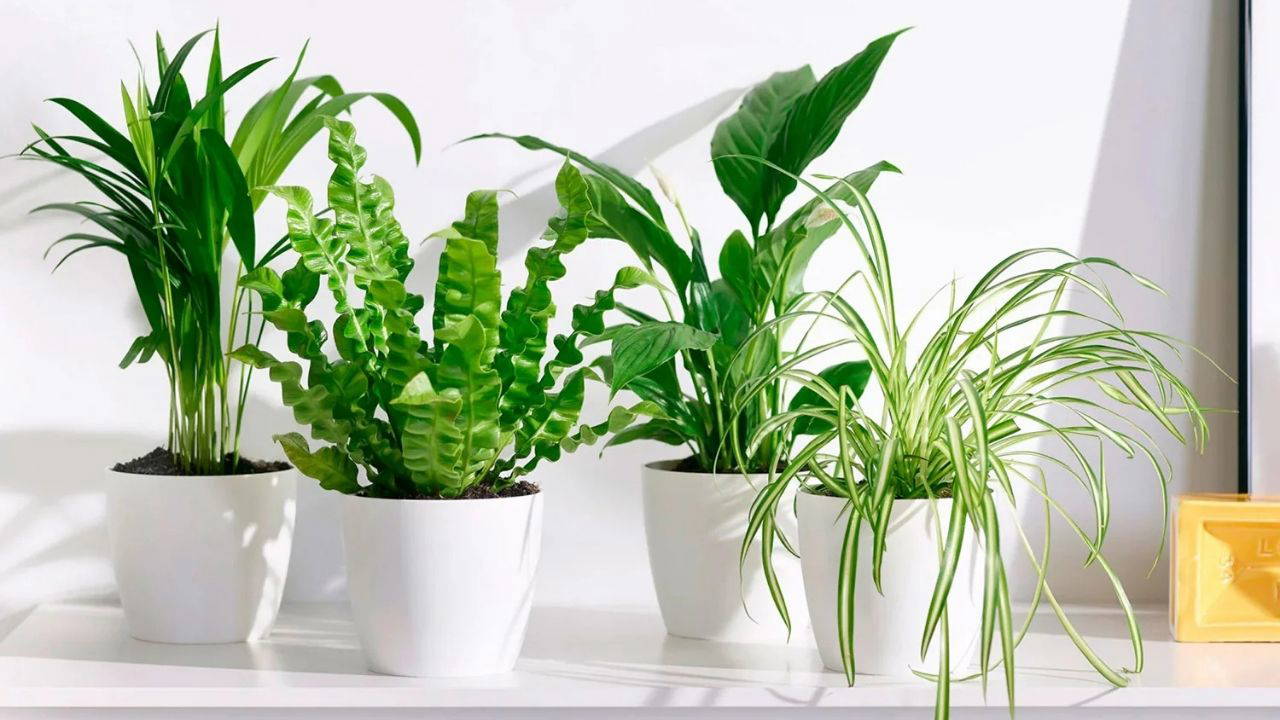 Doğal ferahlığın etkili yolu: Evin havasını tertemiz yapan 7 bitki