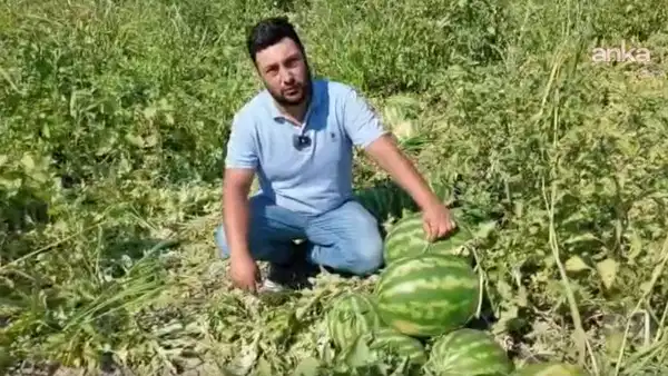 Karpuz üreticisinin isyanı: Maliyet artıyor, ürünün fiyatı yerinde sayıyor