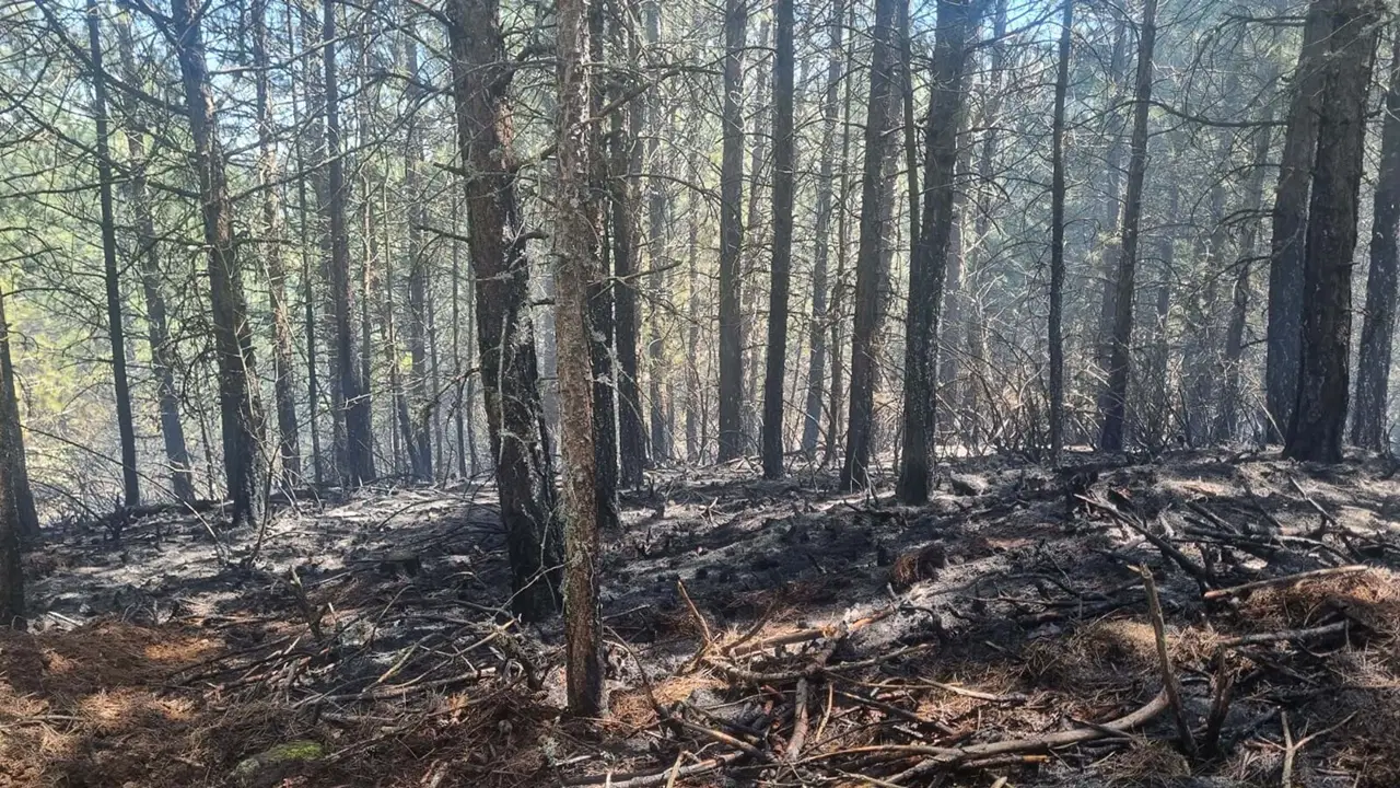 Aydın'da 7 dekar orman yandı