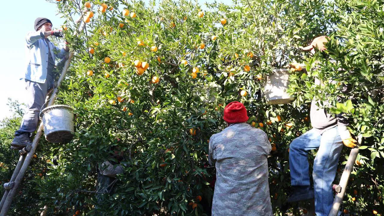 Kozan'ın tescilli lezzetinde hasat başladı: Bahçede 10 TL!