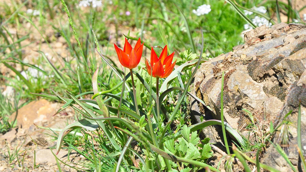 Ömrü sadece 10 gün: Bu çiçeği koparmanın cezası 699 bin TL