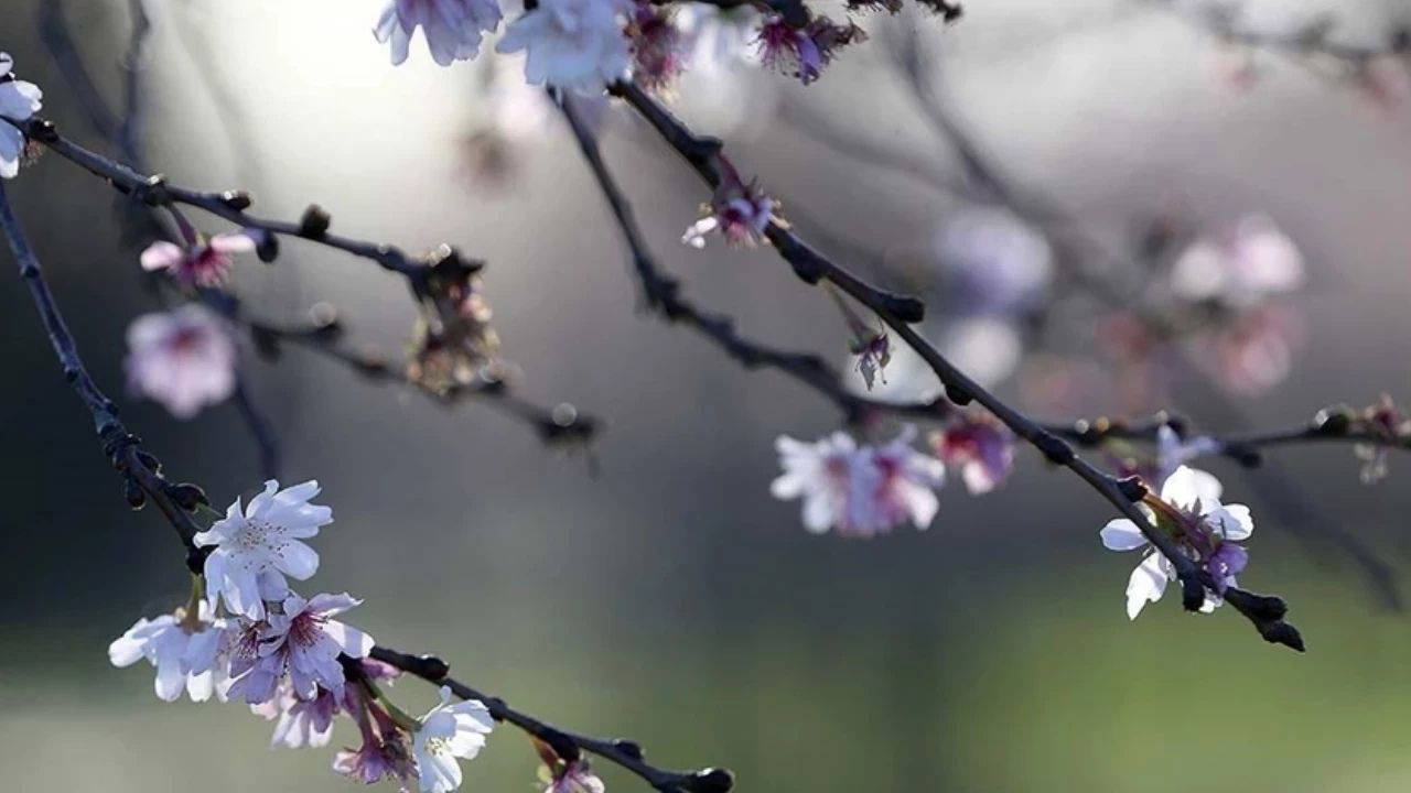 İlk cemre düştü mü?  İlk cemre ne zaman düşecek? İlk cemre nereye düşecek?