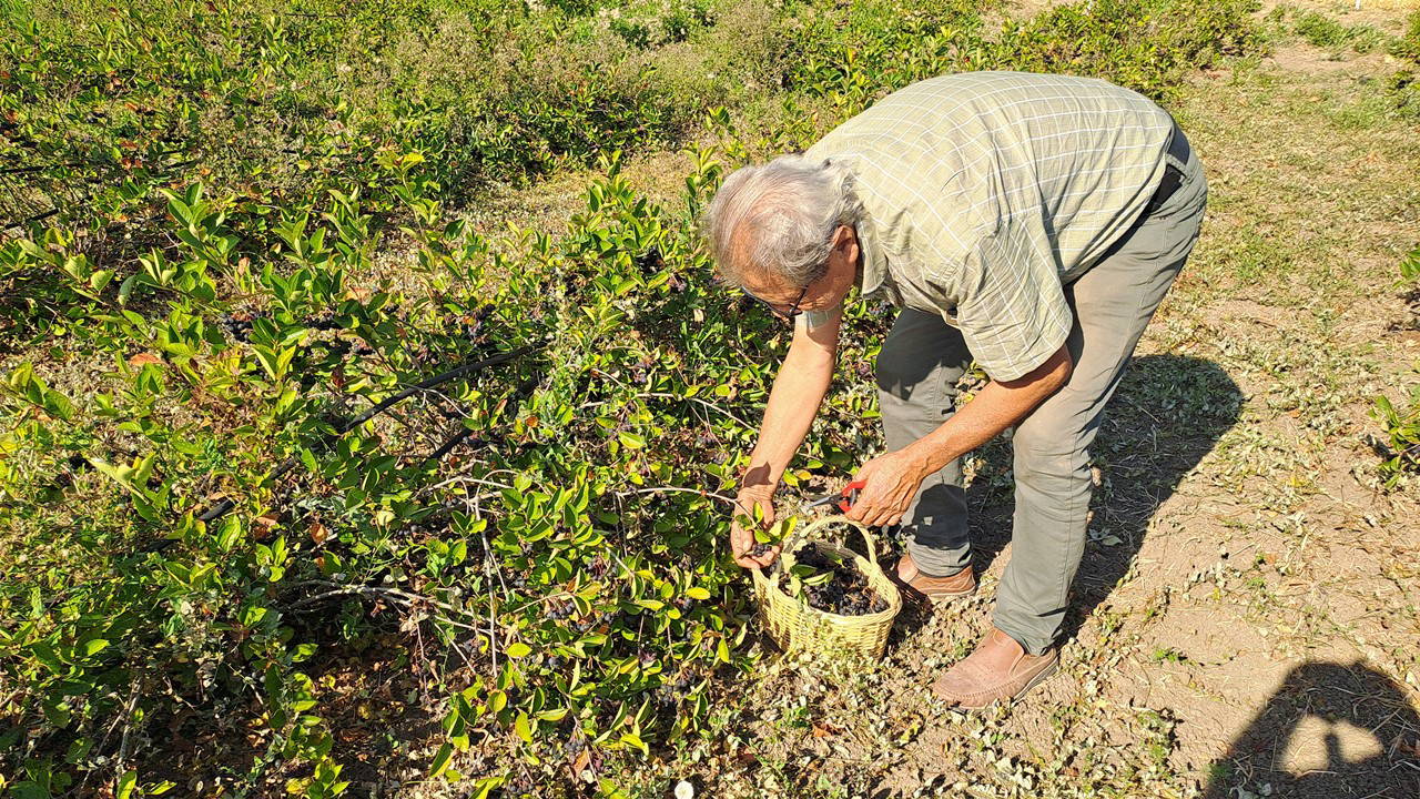 Sakarya'nın 12 ilçesinde yetiştiriliyor:  'Süper meyve'de hasat zamanı