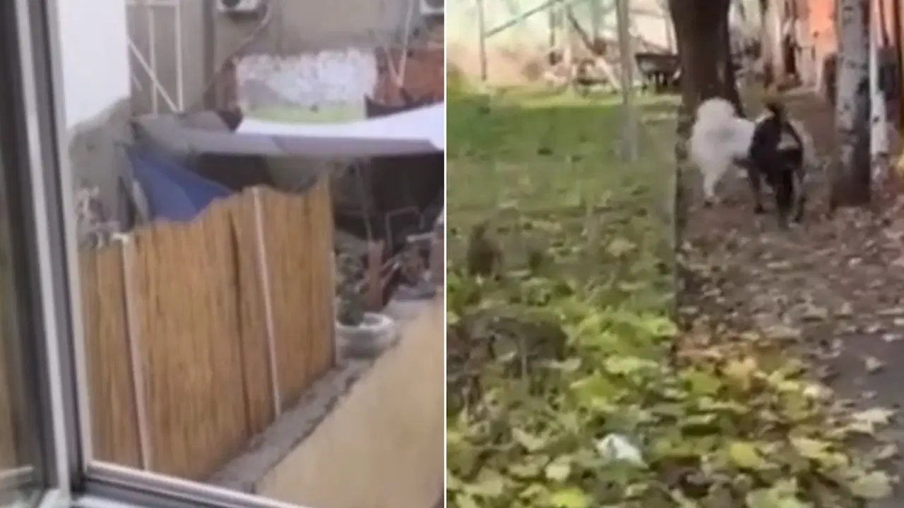 Köpeğe eziyet eden şahıs yakalandı