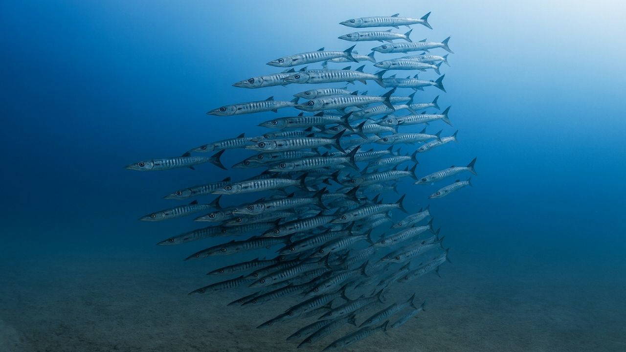 Panama’da 40 yıl sonra bir ilk: Beklenen akıntı gelmedi