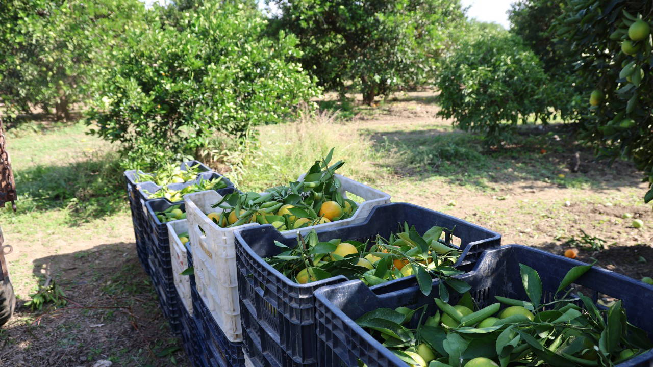 En ucuz meyve: Bahçede fiyatı 8 TL'ye kadar düştü