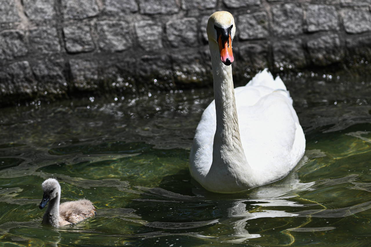  Kuğulu Park’tan sevindirici haber: 15 yıl sonra ilk kez beyaz kuğu doğdu