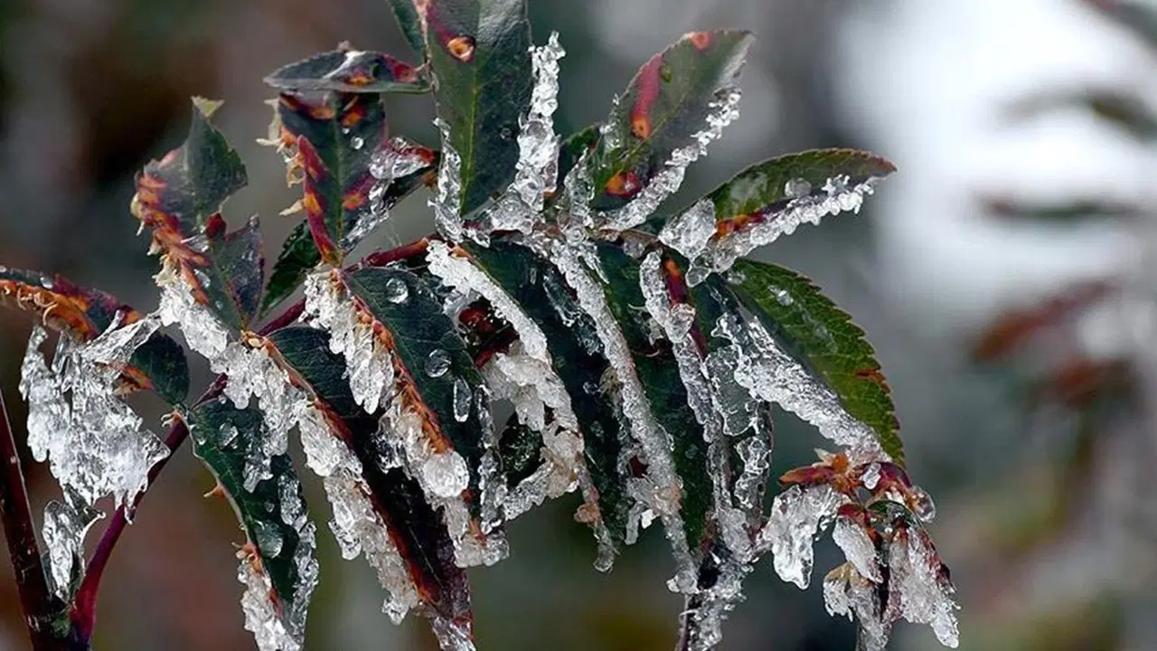 Bakanlıktan üreticilere 'zirai don' uyarısı