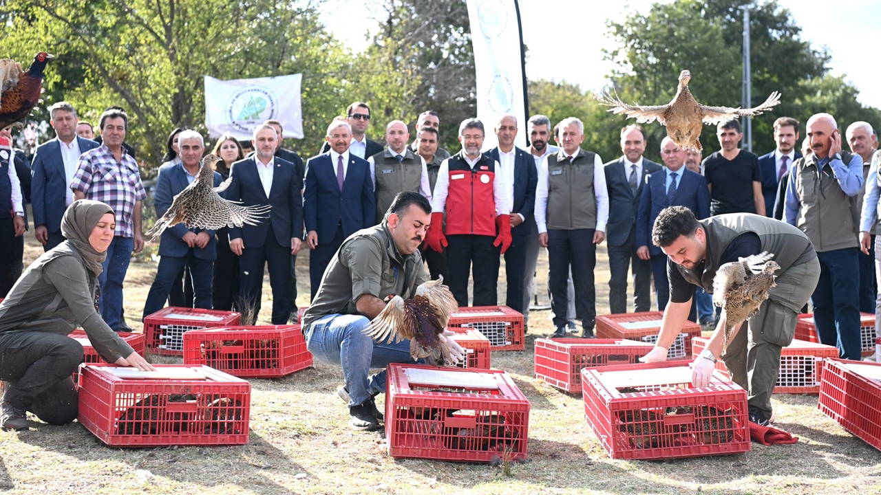 Kene ve kokarcaya karşı 36 bin keklik doğaya salındı