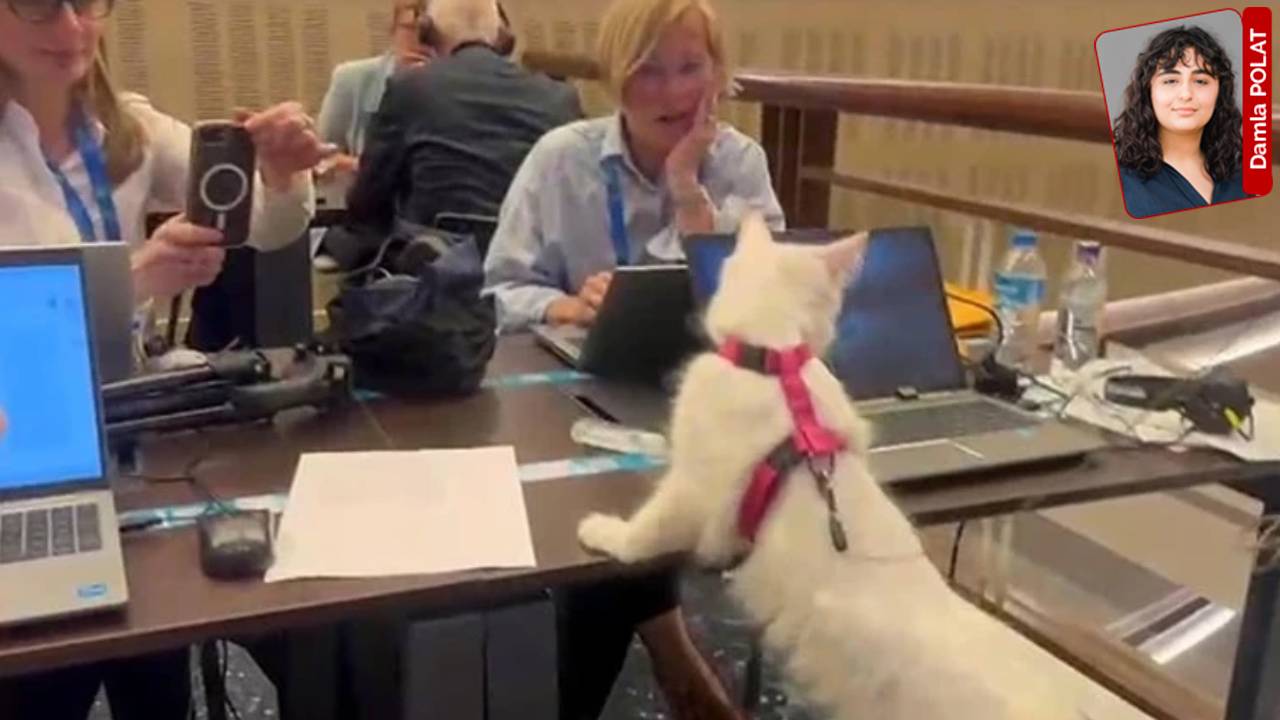 Nato zirvesi öncesi köpekler toplatıldı, zirvede Ankara kedileri ile tanıtım yapıldı: Hayvanseverlerden iktidara ‘ikiyüzlülük’ çıkışı