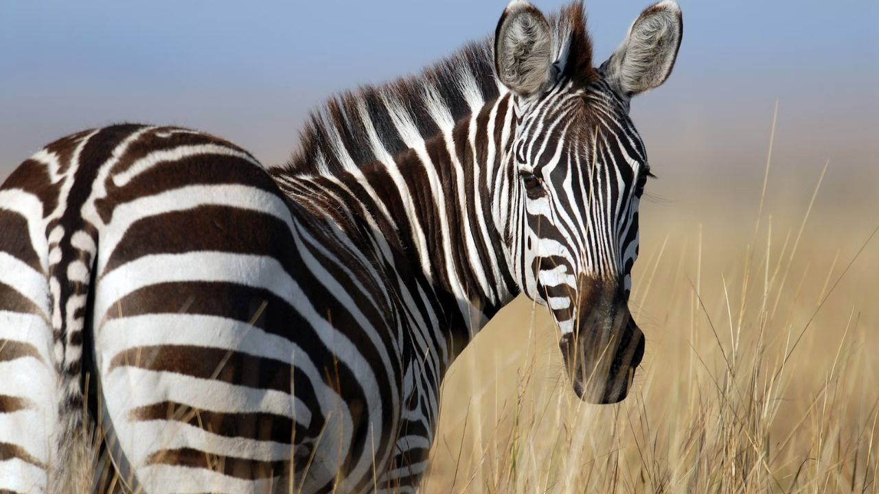 Zebralar ve pandalar neden siyah beyazlar?