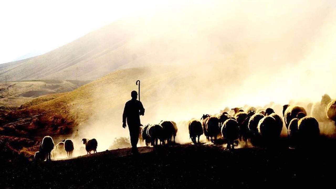 Yabancı çobanlara çalışma izni