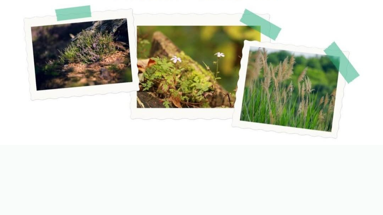 Çeşme’de Alaçatı Ot Festivali heyecanı başladı