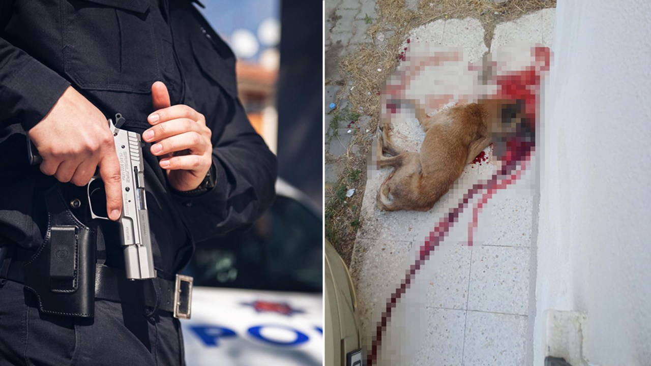 Köpeğe ateş edip öldürdü, 'korkutmak amaçlıydı' dedi 