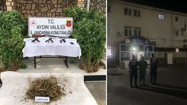 Ormanda kenevir yetiştirirken suçüstü yakalandı