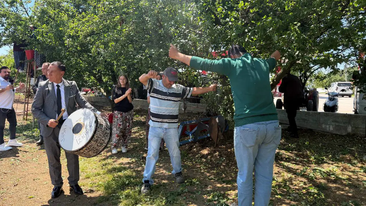Rekolte 4 kat artınca hasat davul, zurna ile yapıldı