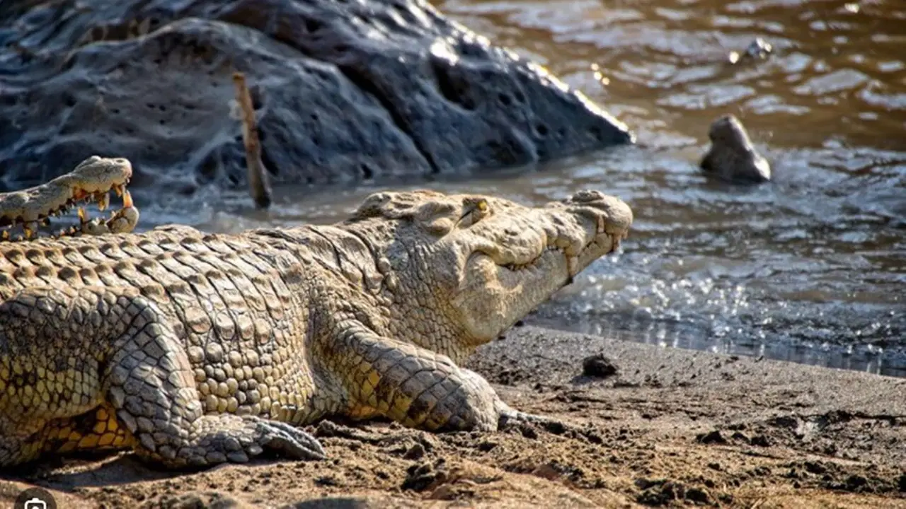Mısır'da timsah paniği… Köye akın ettiler!