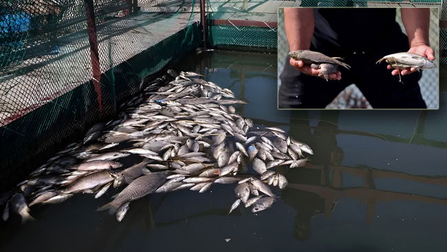 Dicle’de çevre felaketi