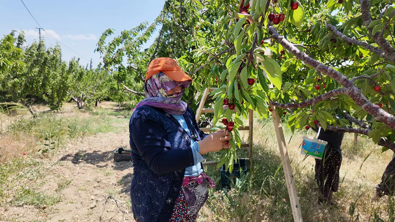 Demirci'de hasat sabahın ilk ışıkları ile başlıyor!
