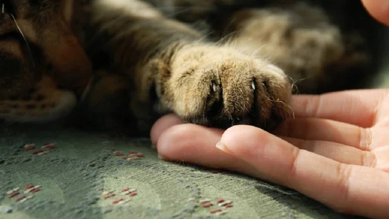 Kedi istismarına tepkiler büyüyor