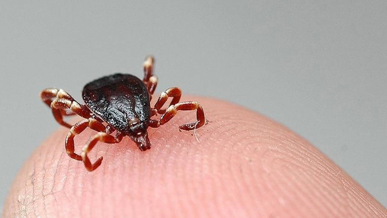 Bir kene ölümü de Kayseri'de: Tedavi altındaydı, kurtarılamadı