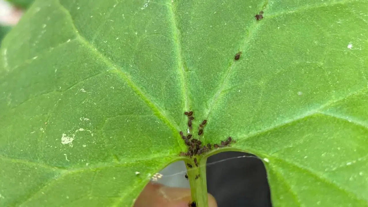 Kaz Dağları'nda yeni bir böcek türü keşfedildi