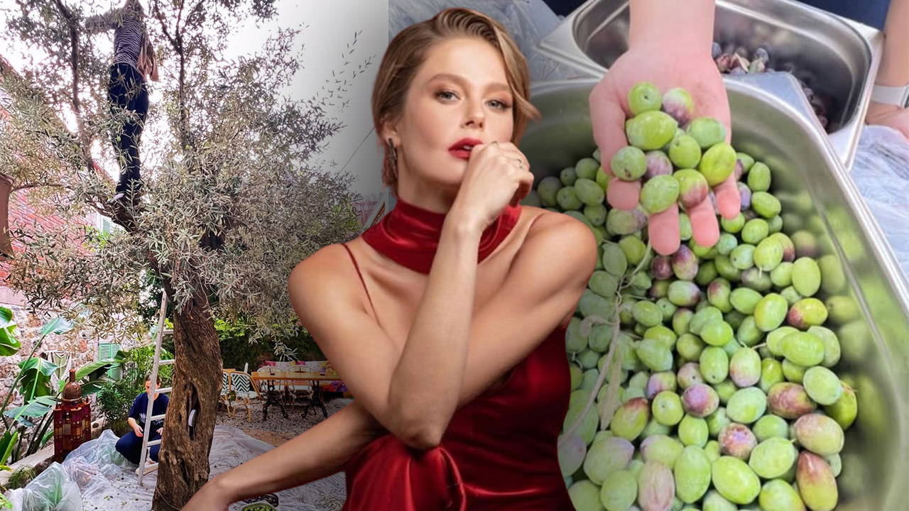 Oyuncu Burcu Biricik, Ayvalık’taki otelinde zeytin hasadına katıldı