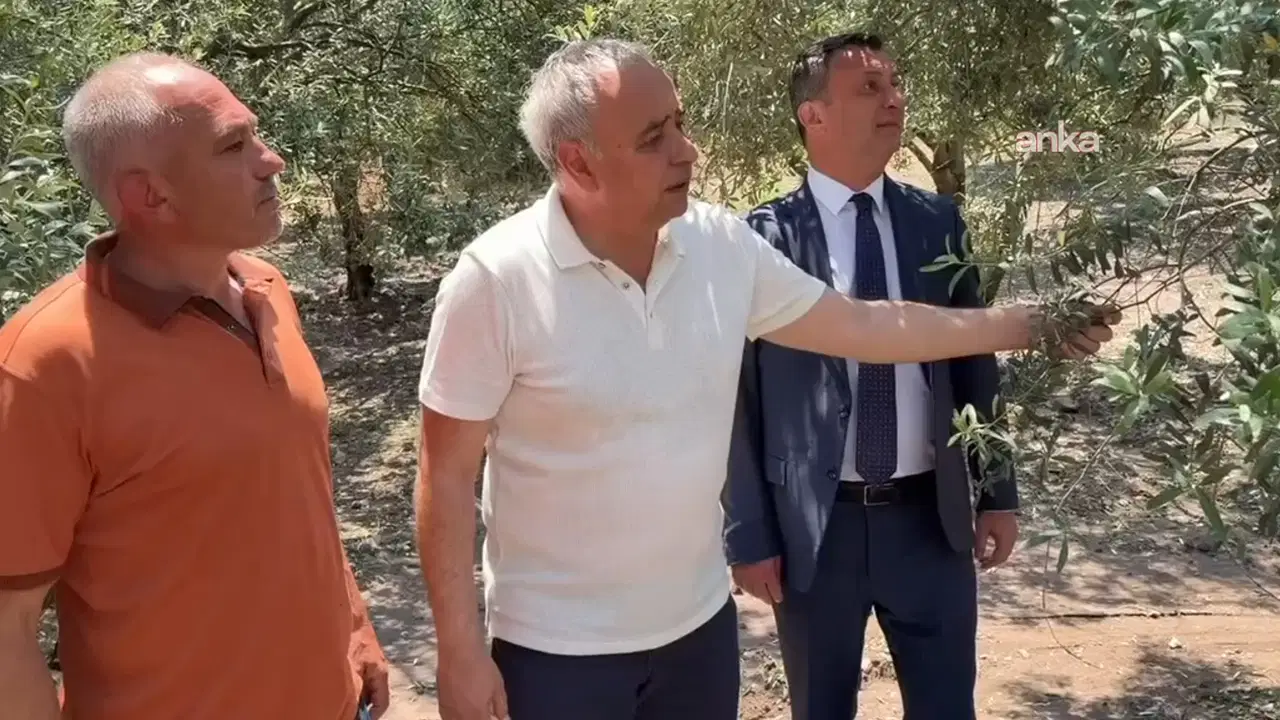 Dolu yağışı Akhisar'da zeytini vurdu: CHP'den Tarım Bakanlığı'na acil destek çağrısı